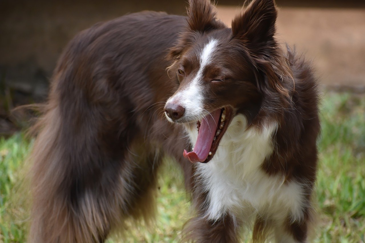 The Traits of the Bearded Collie - A Fun Companion